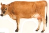 Dairy_cow