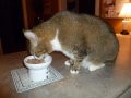 Toby eating