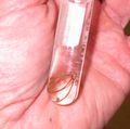 Test tube worm