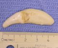 Canine Tooth (2)