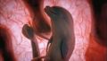 Embryo dolphin