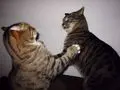 Cat_Fight