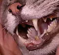 Tooth broke cat(2)