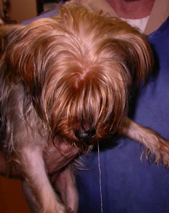 Dogs swallow needles. - Kennett Veterinary Clinic