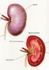 Kidneys_normal