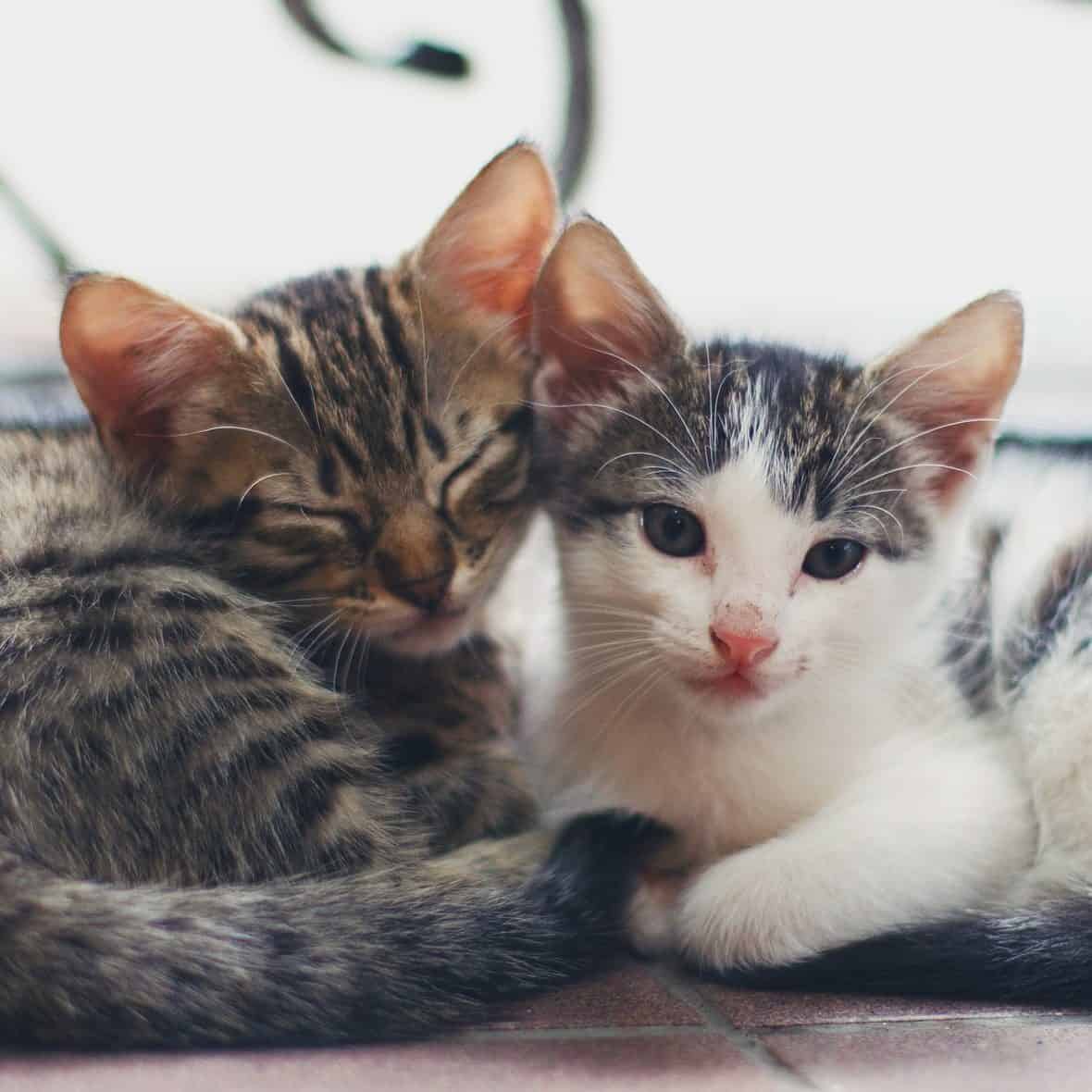 Pet Exams in MO Veterinary Clinic